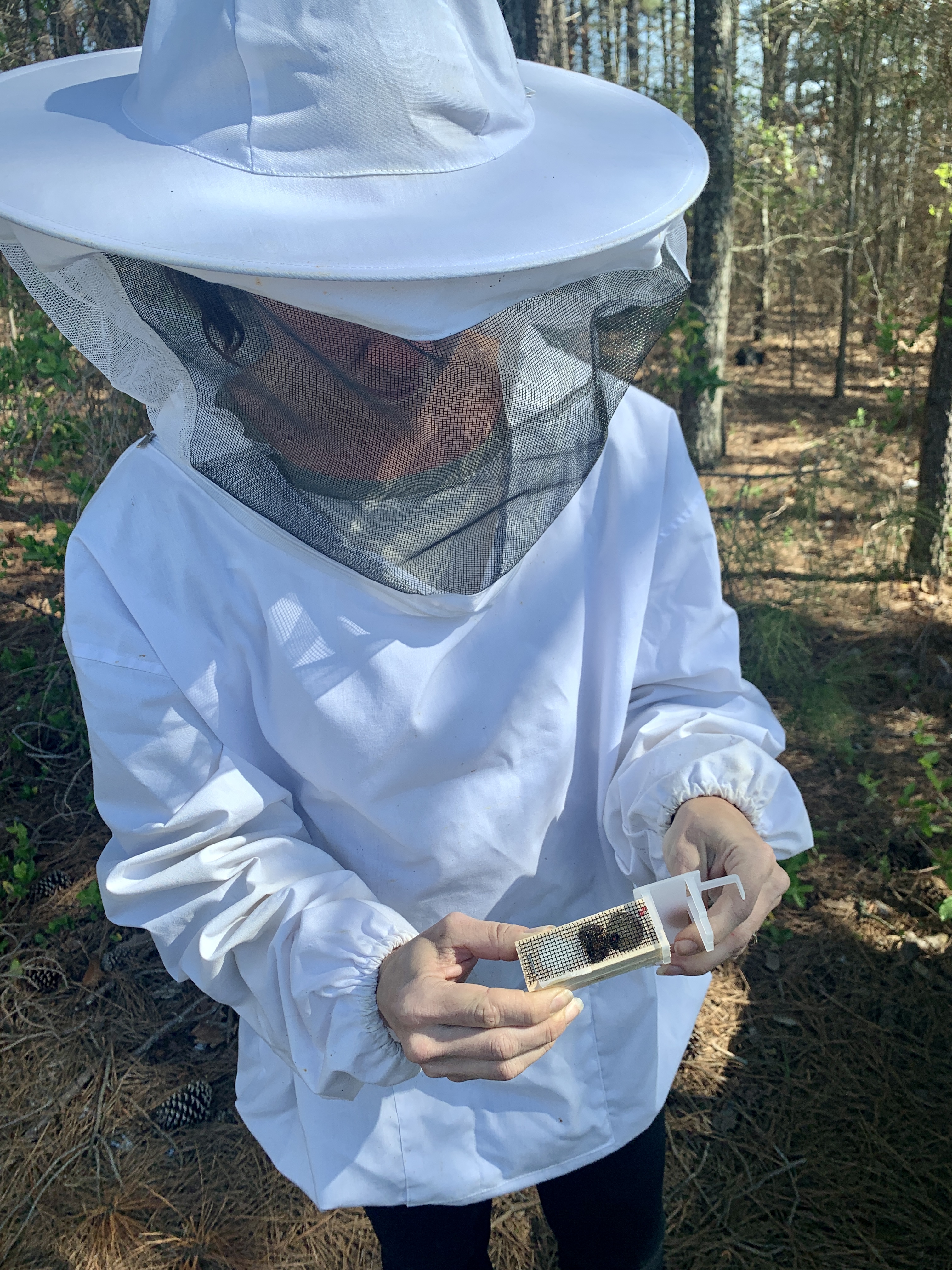 Bees 23